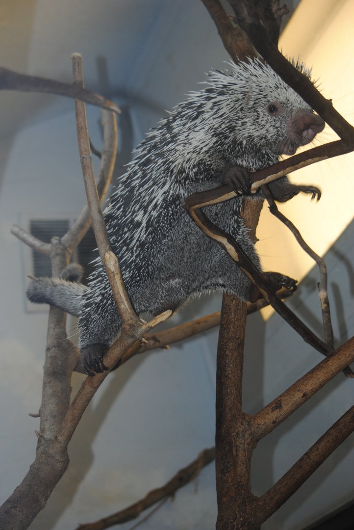 Prehensile-tailed Porcupine