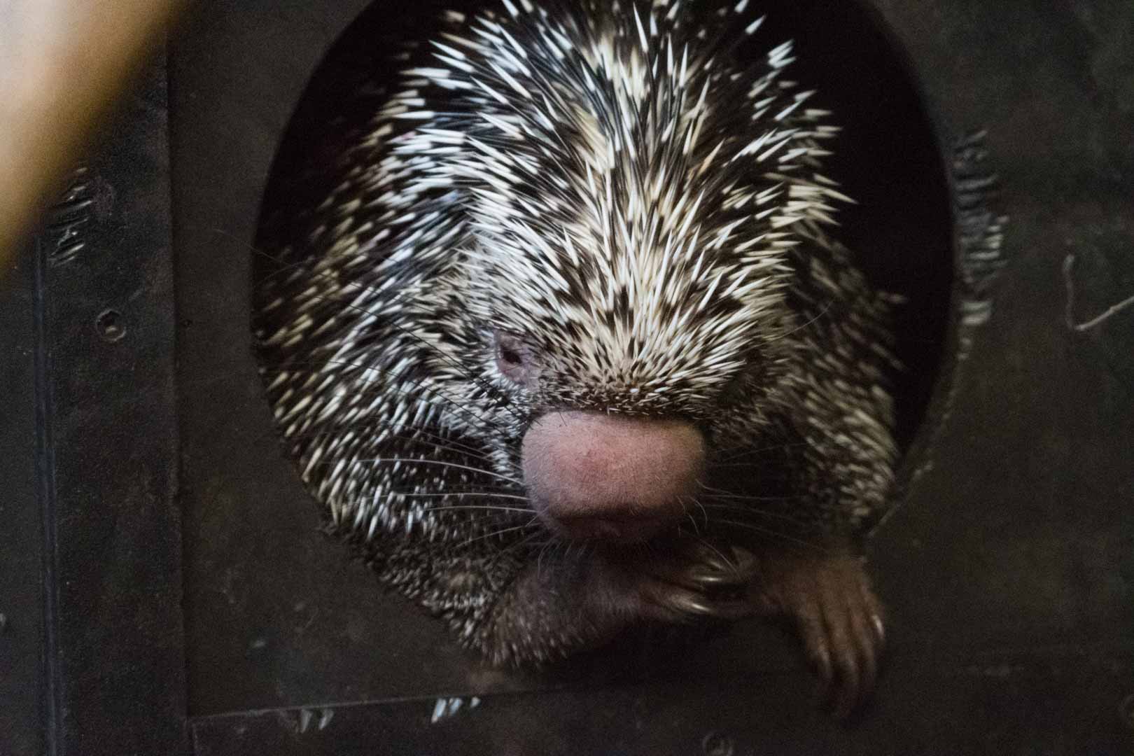 Prehensile-Tailed Porcupine