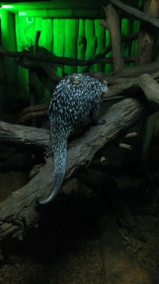 Prehensile-tailed Porcupine