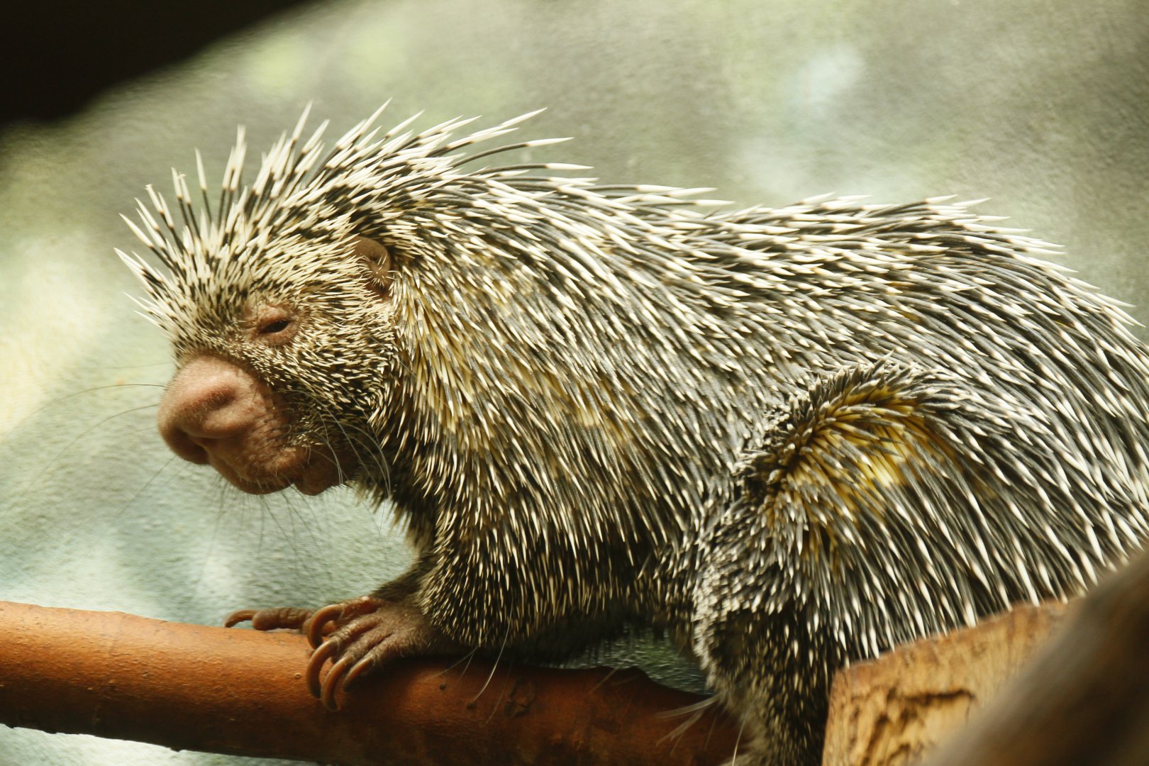 Prehensile-tailed porcupine