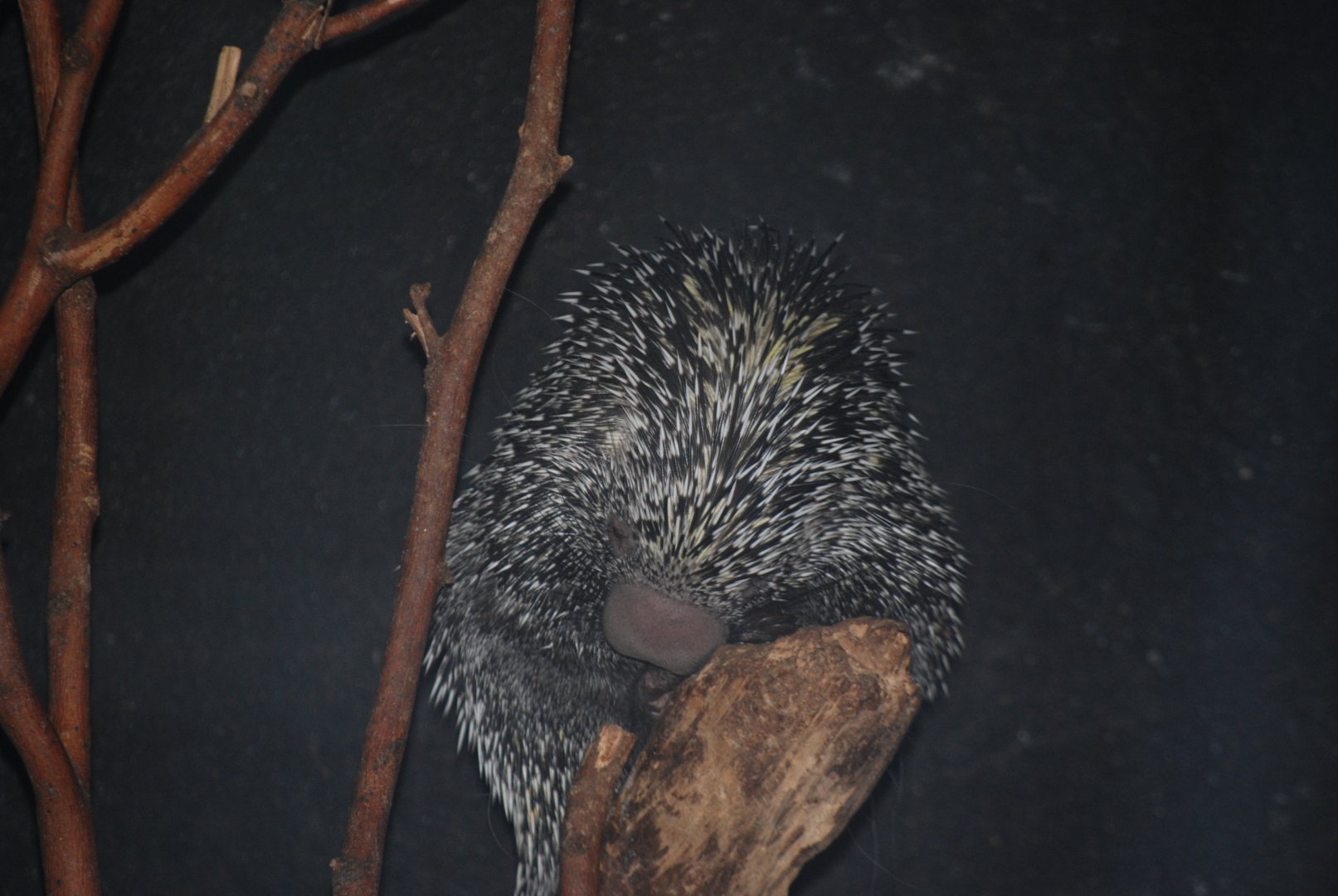 Prehensile-Tailed Porcupine