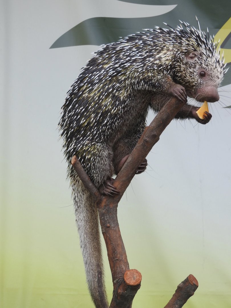 Prehensile-tailed Porcupine