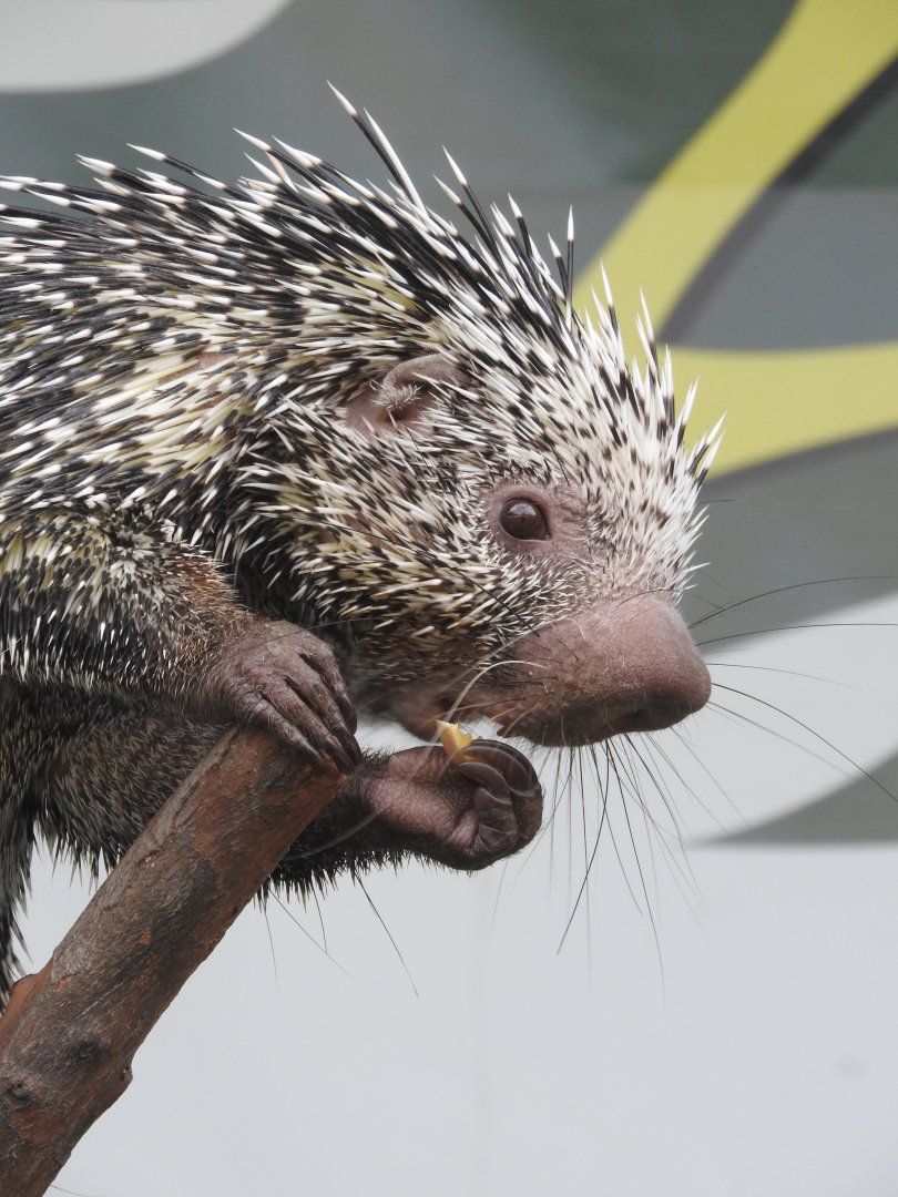 Prehensile-tailed Porcupine