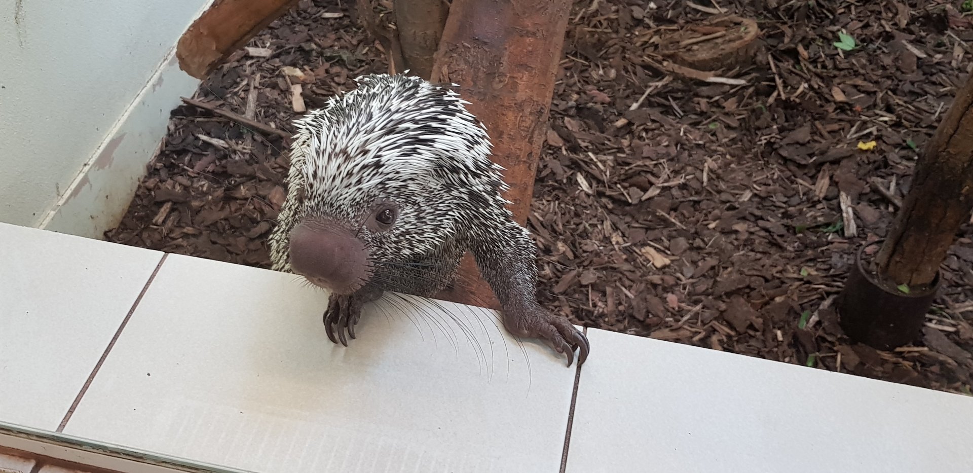 Prehensile-tailed porcupine