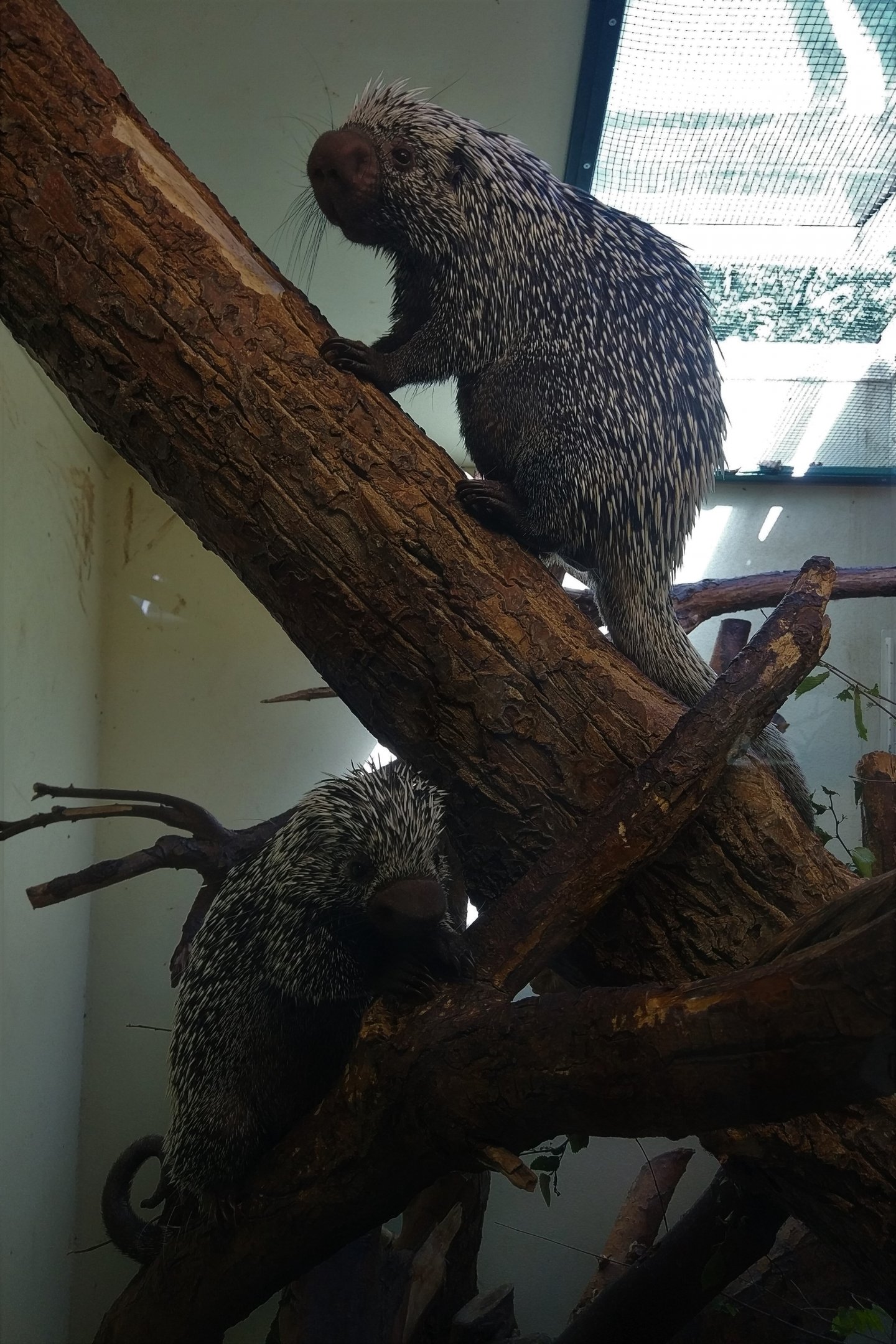 Prehensile-tailed Porcupine