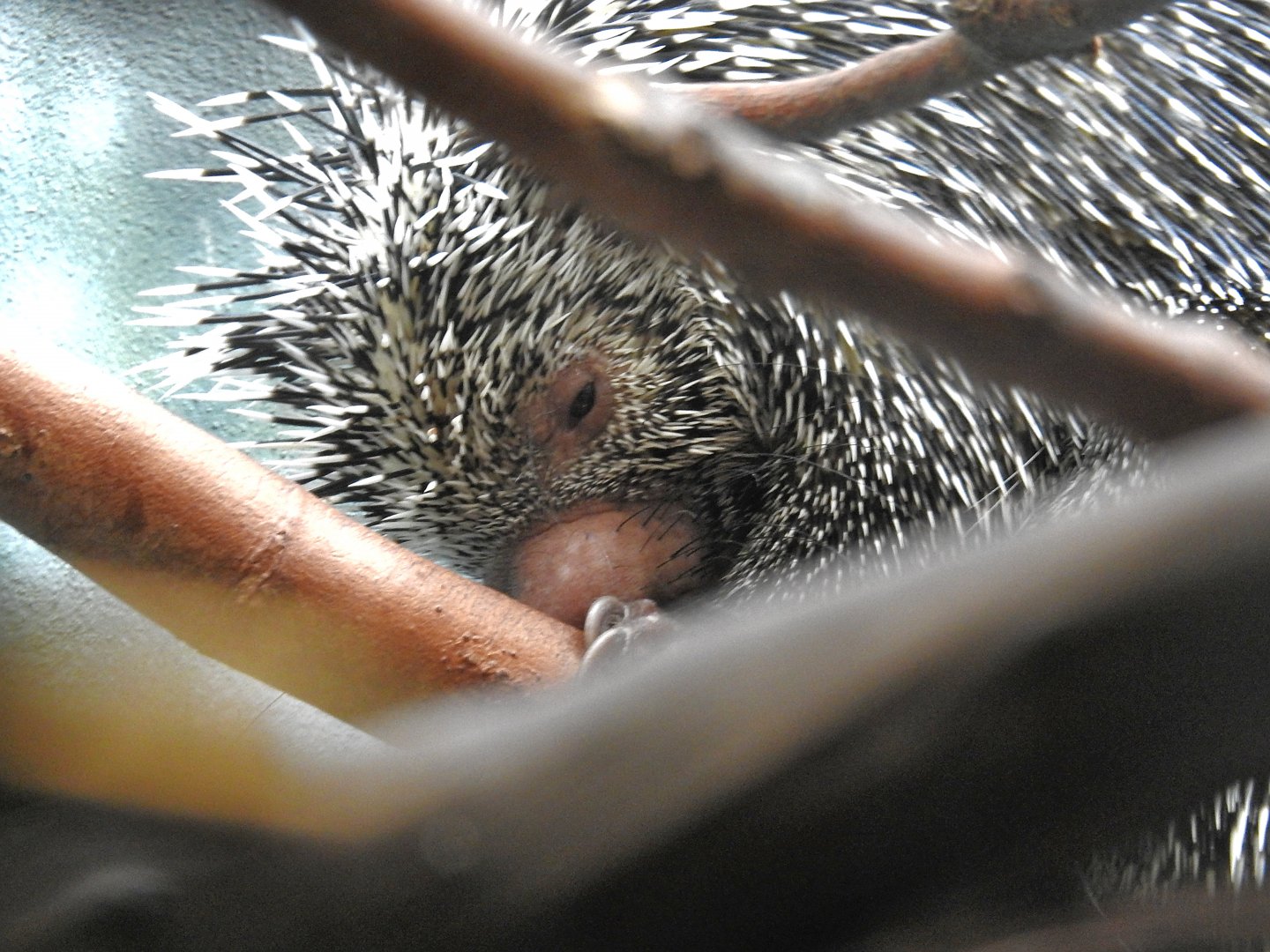 Prehensile Tailed Porcupine