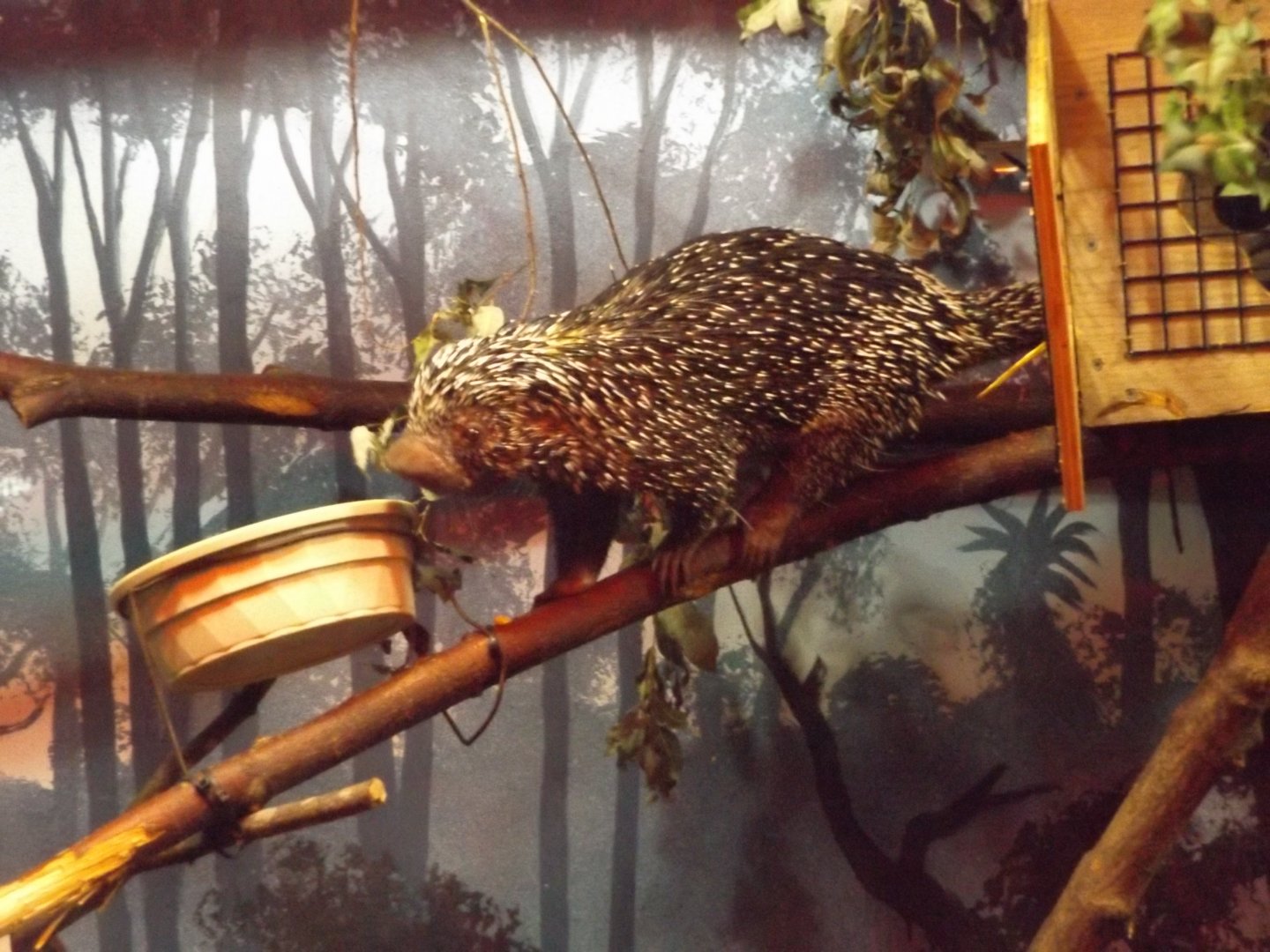 Prehensile-tailed Porcupine