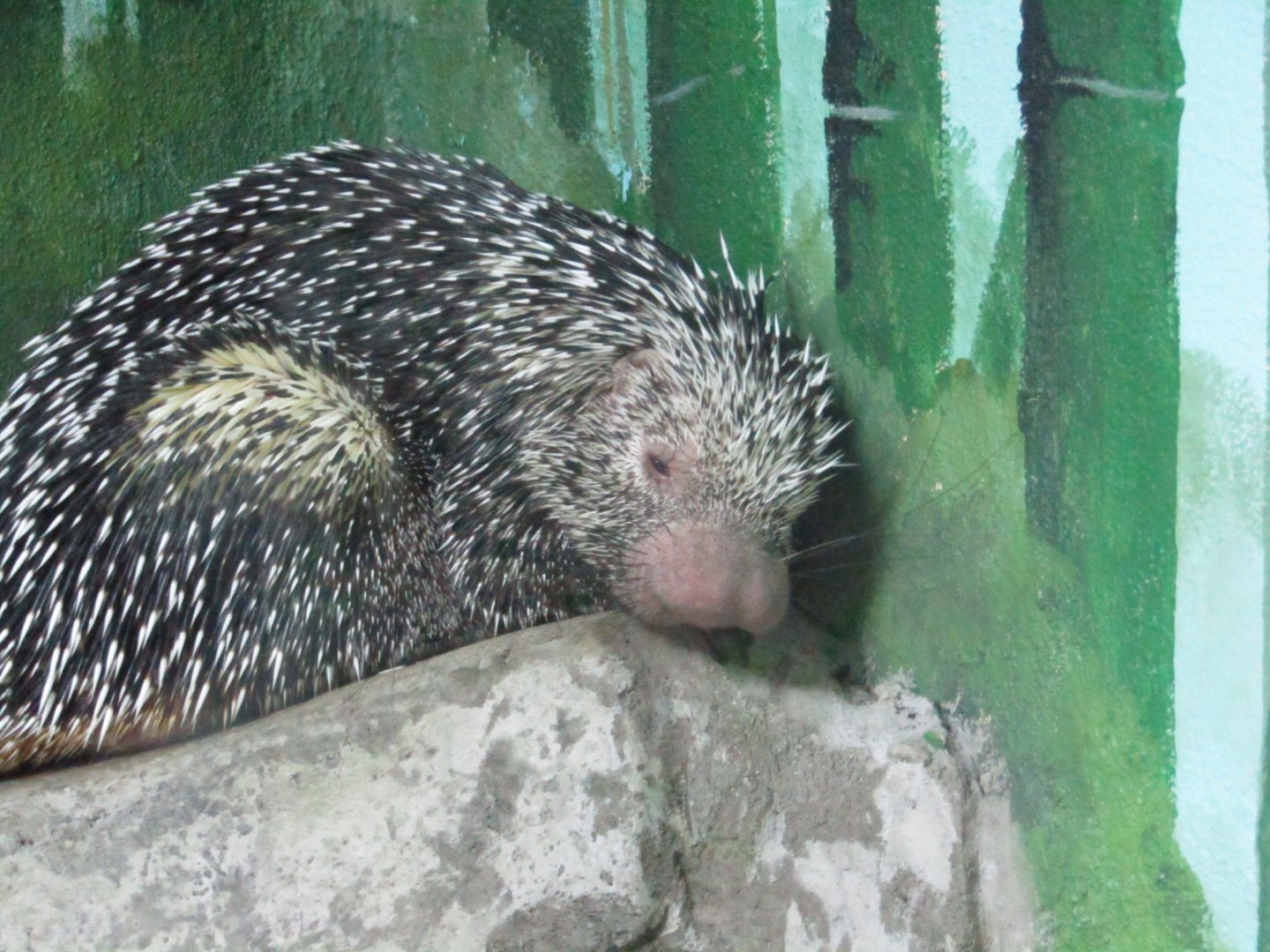Prehensile Tailed Porcupine