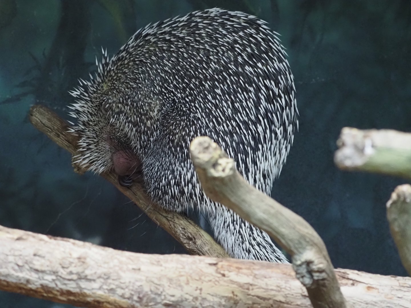 Prehensile-tailed porcupine