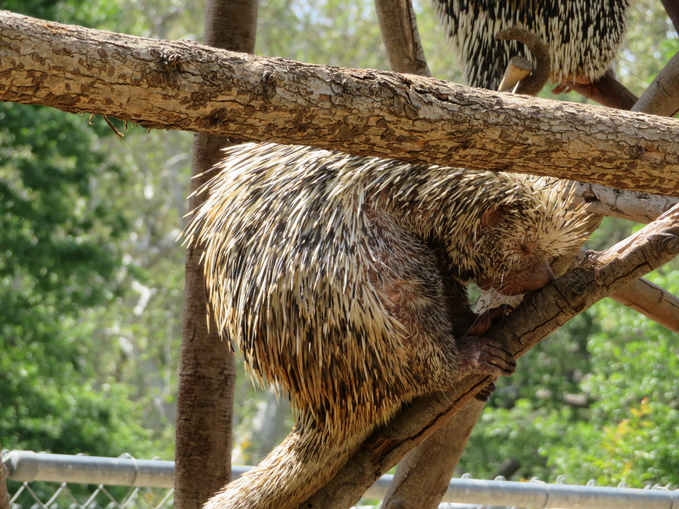 Prehensile-tailed Porcupine