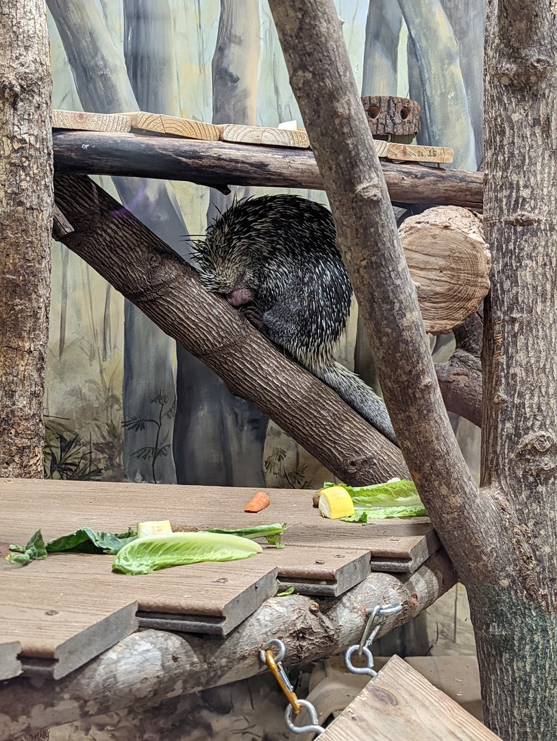 Prehensile-tailed porcupine