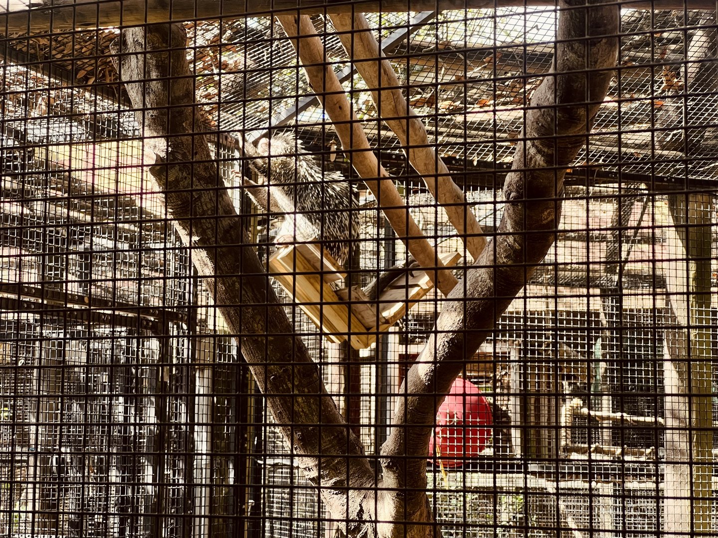 Prehensile Tailed Porcupine