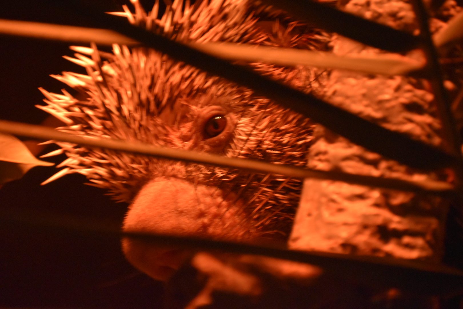 Prehensile-tailed porcupine