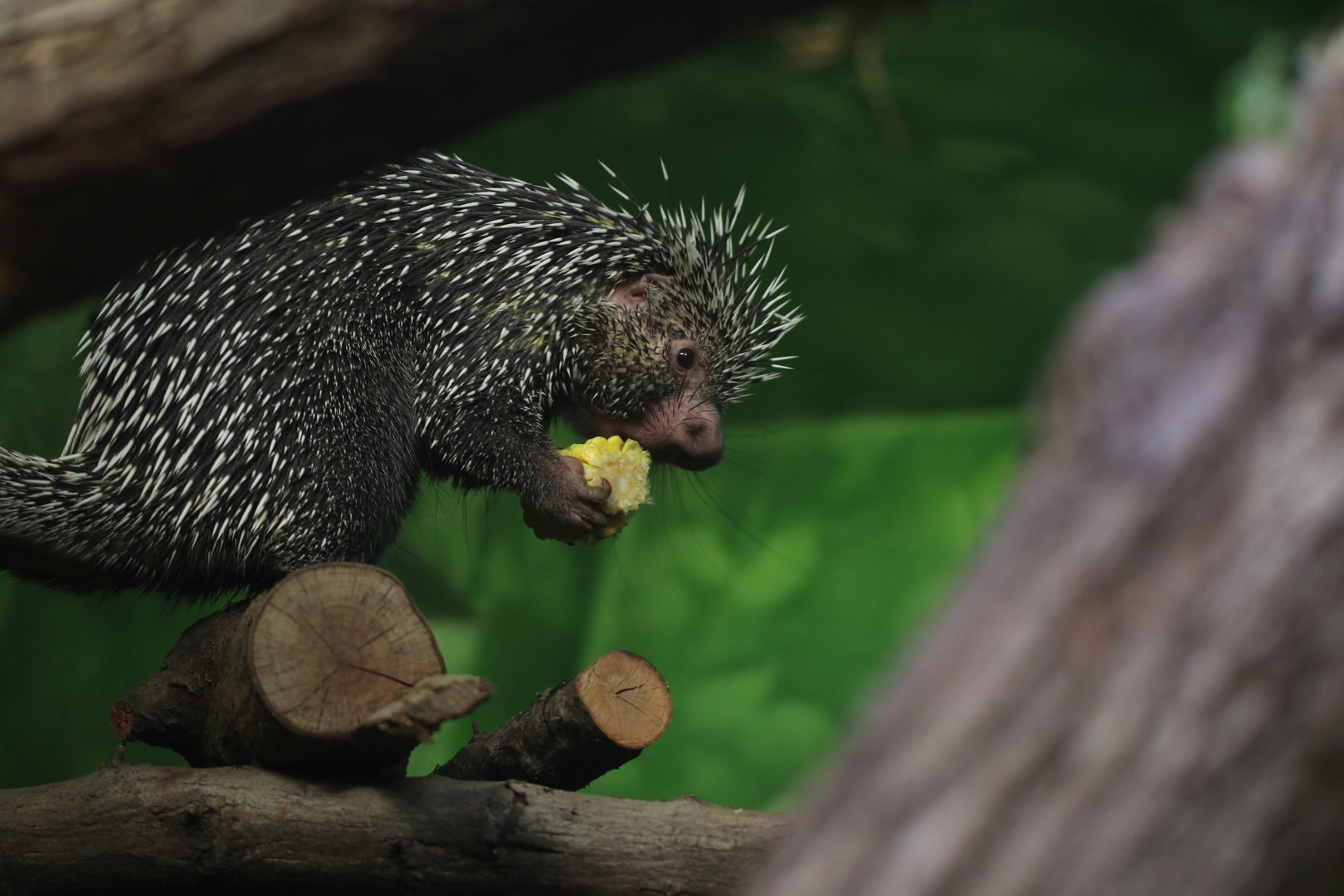 Prehensile-tailed porcupine