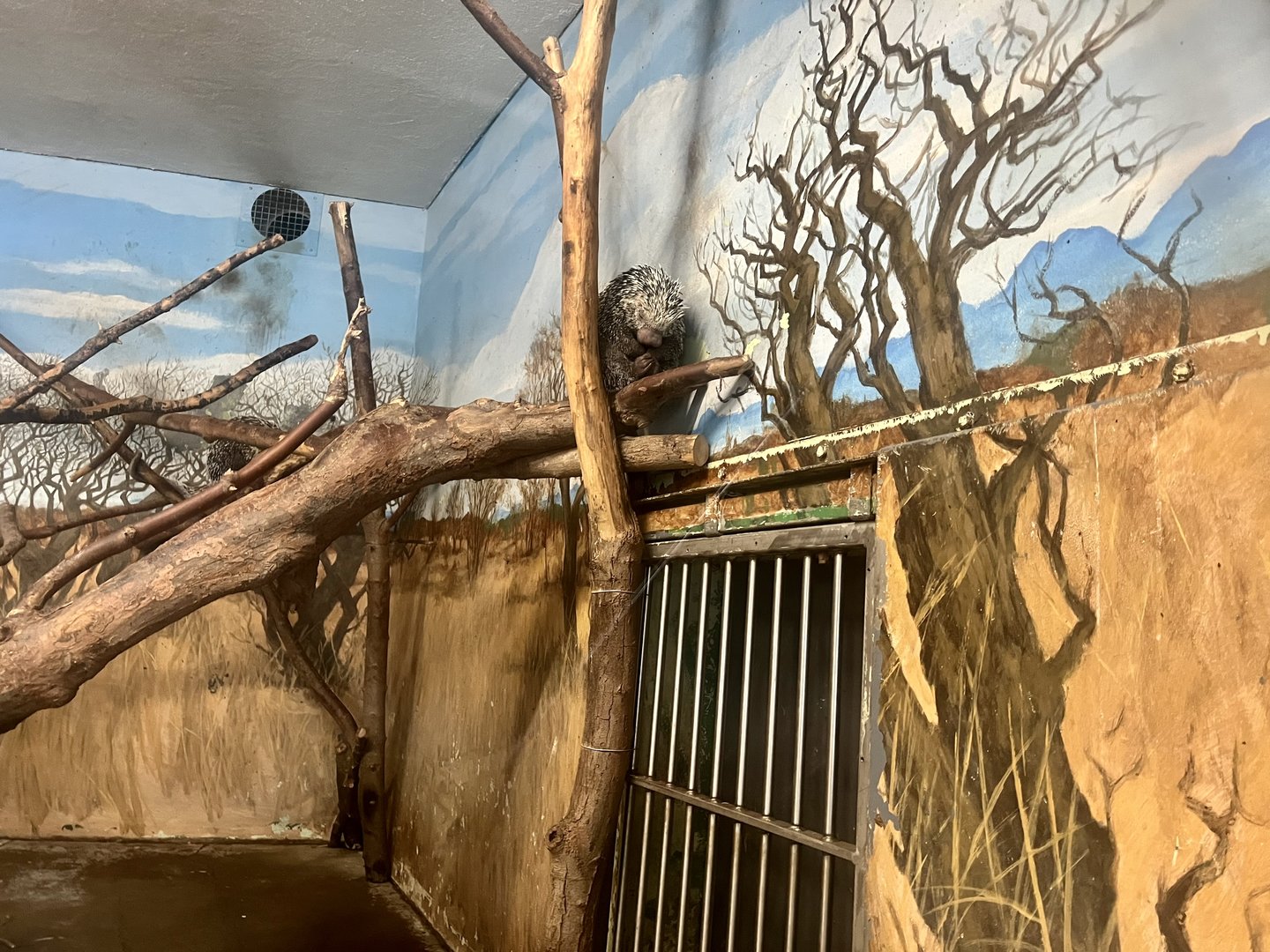 Prehensile-tailed Porcupine