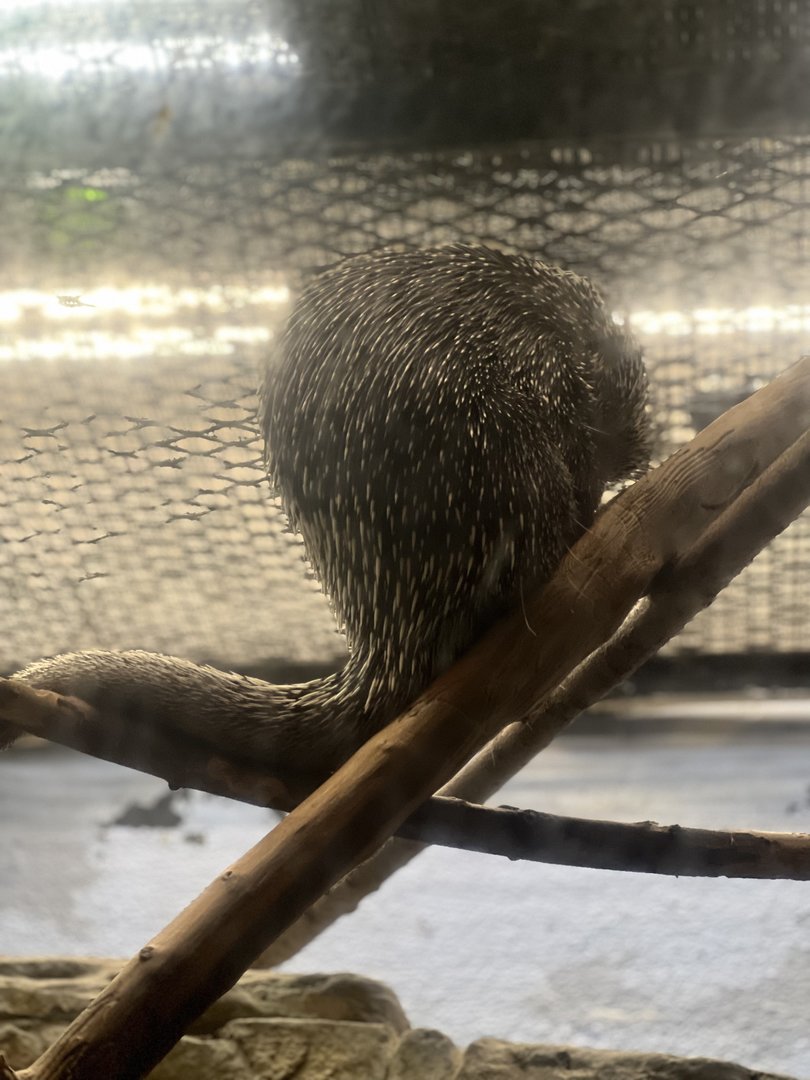 Prehensile-tailed porcupine