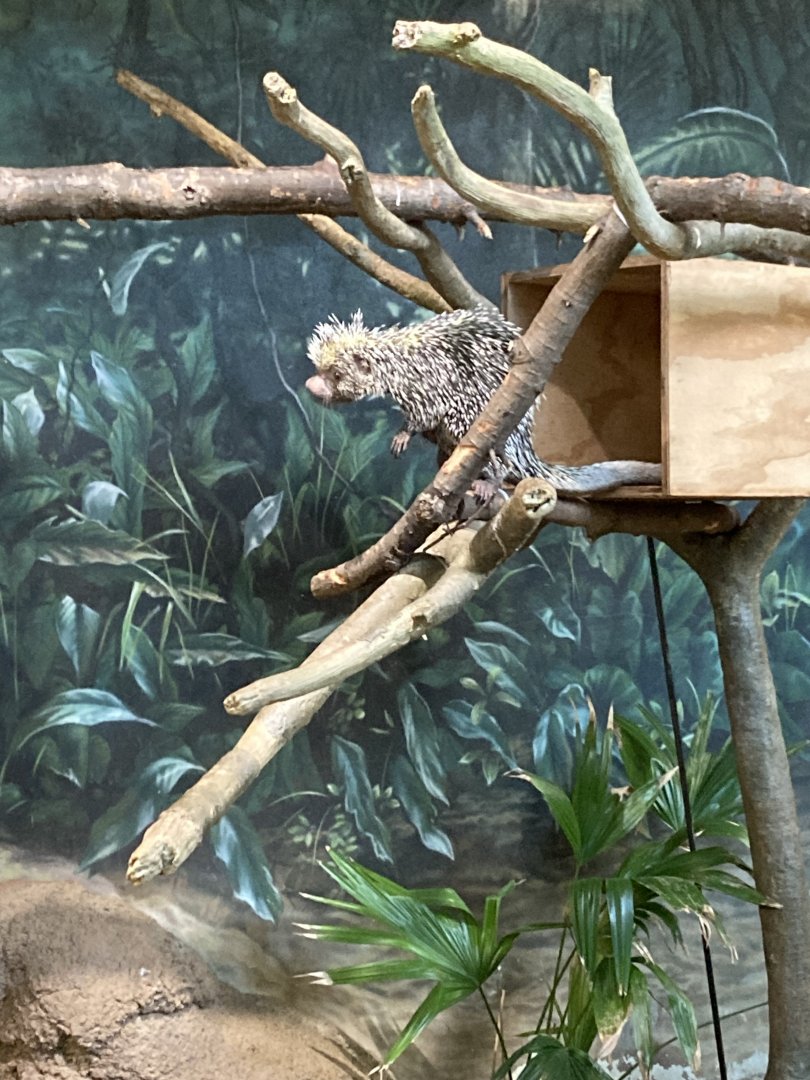 Prehensile Tailed Porcupine