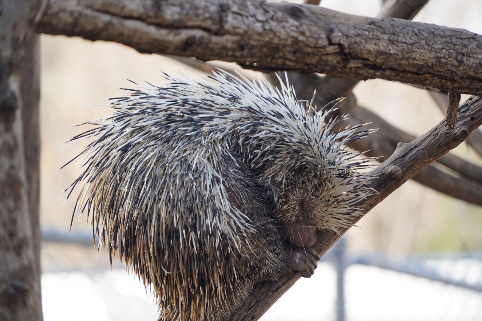 Prehensile-tailed porcupine