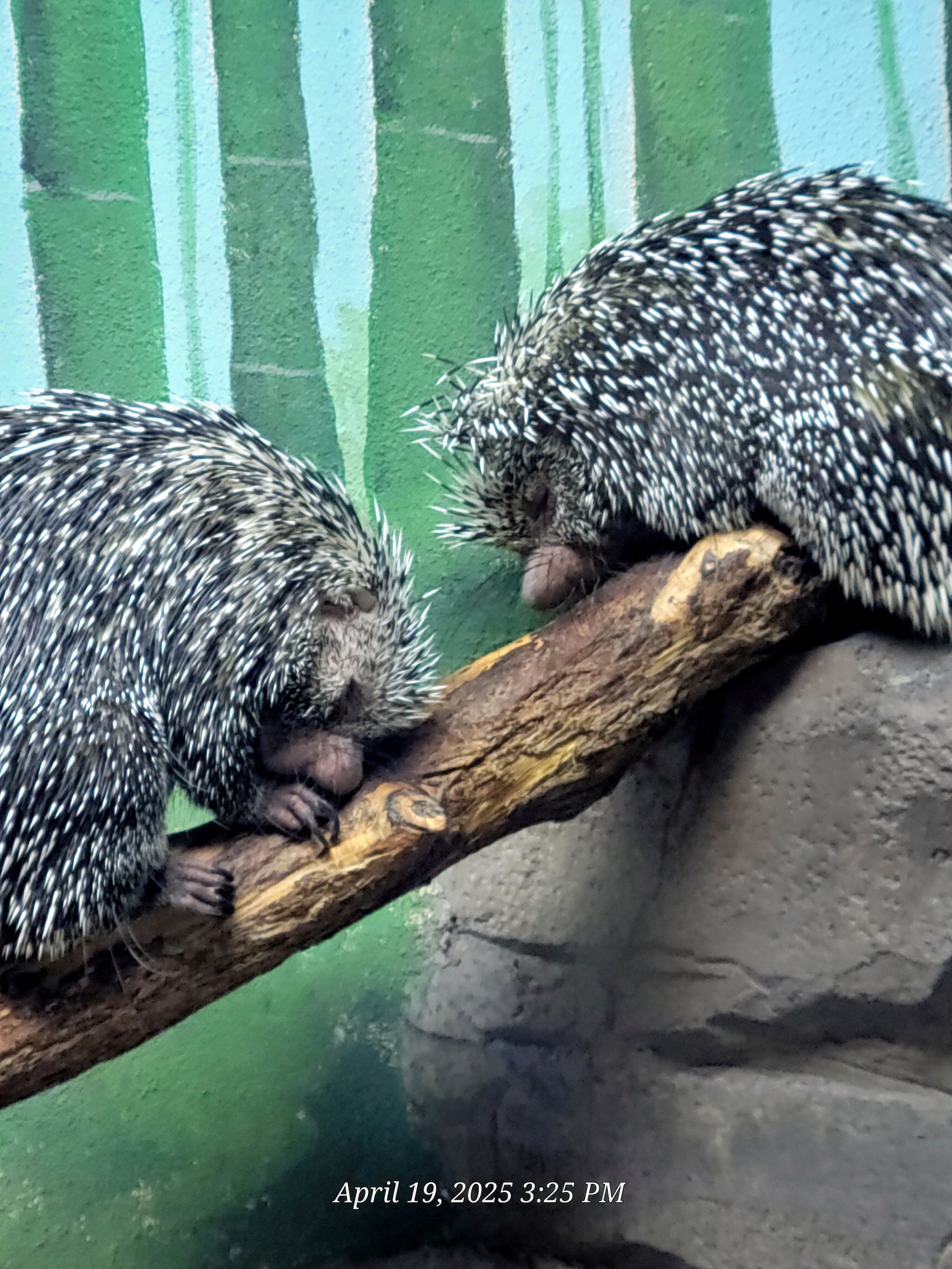 Prehensile-Tailed Porcupine
