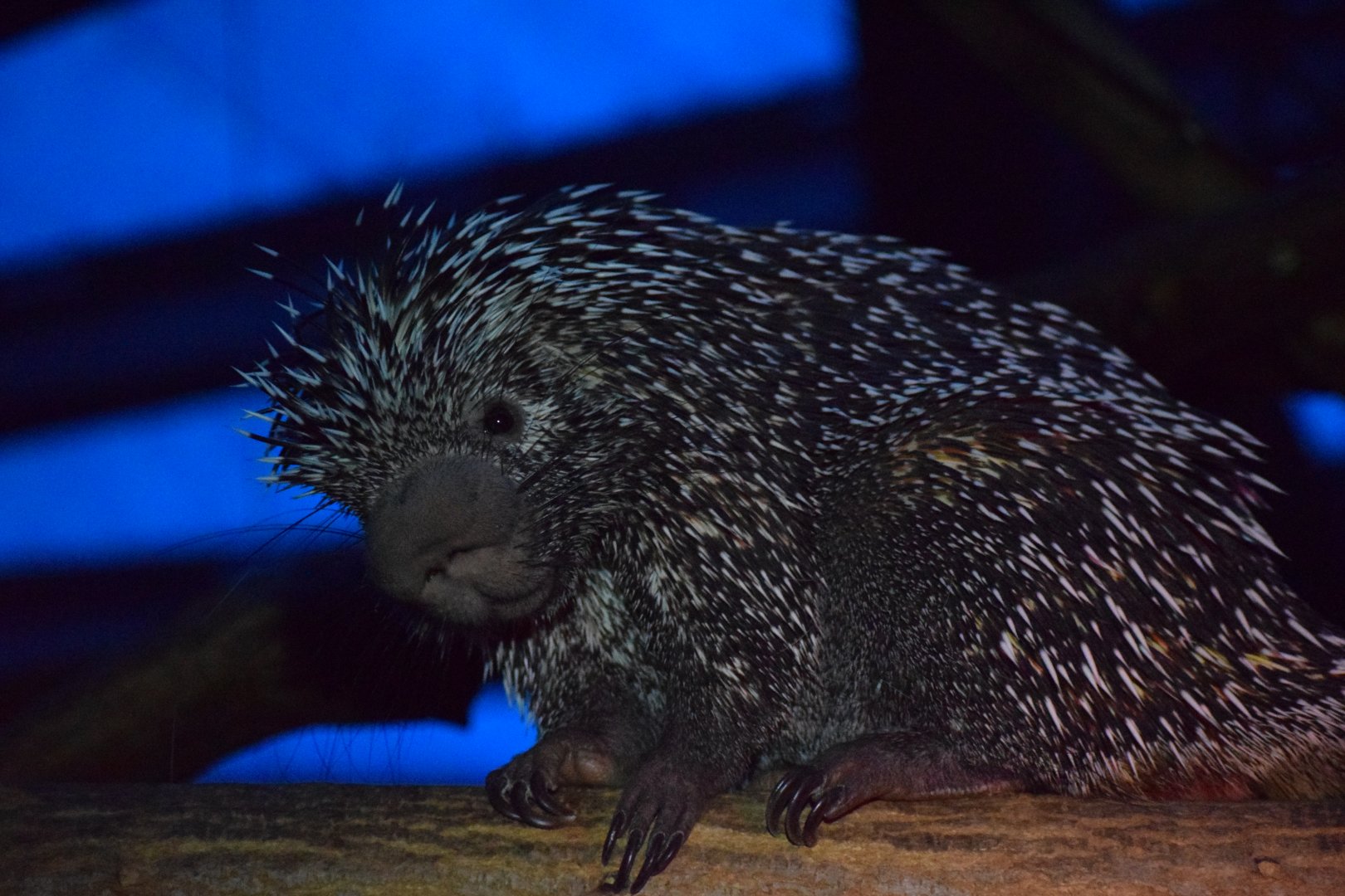 Prehensile-tailed porcupine