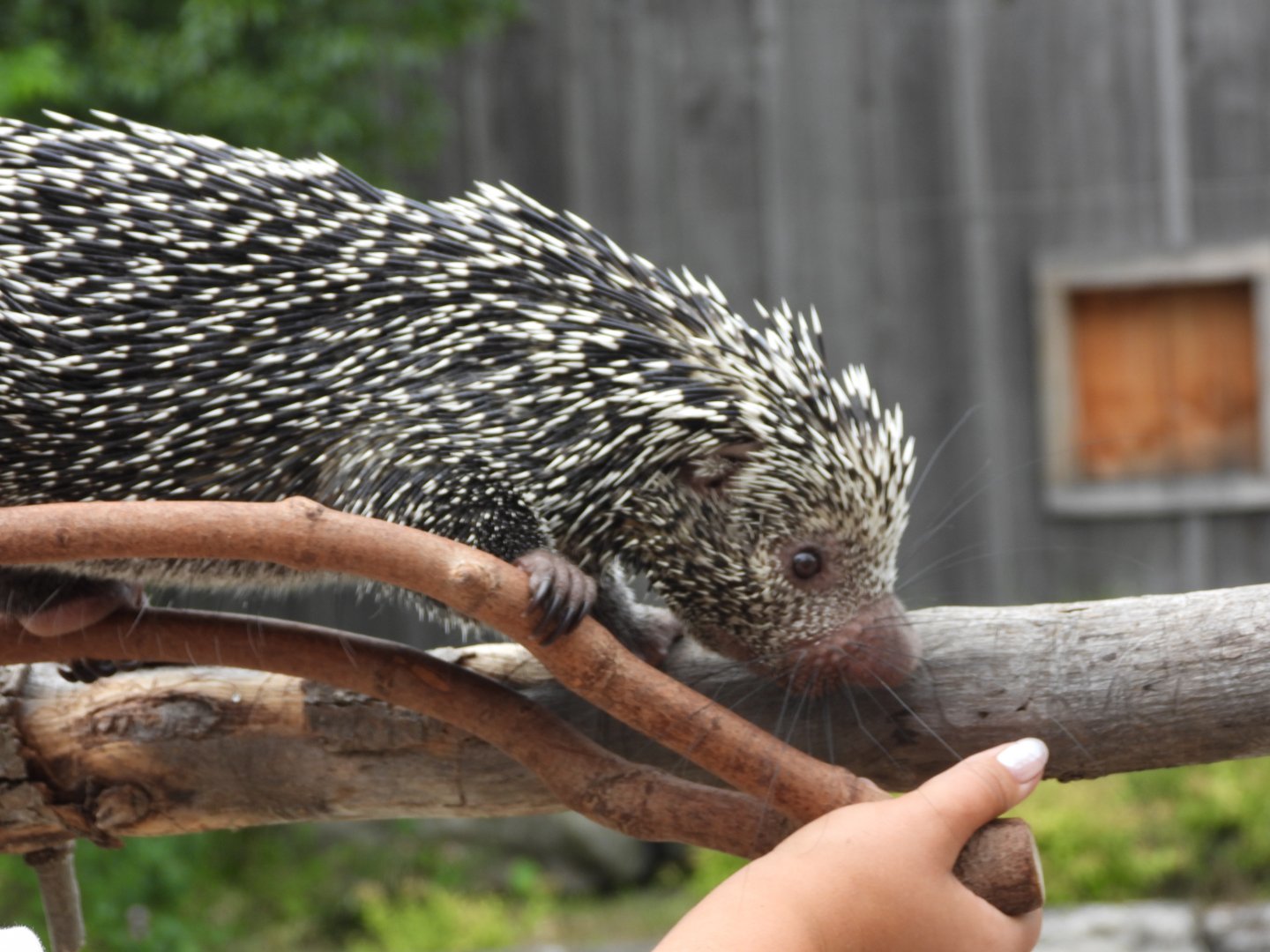 Prehensile-tailed porcupine