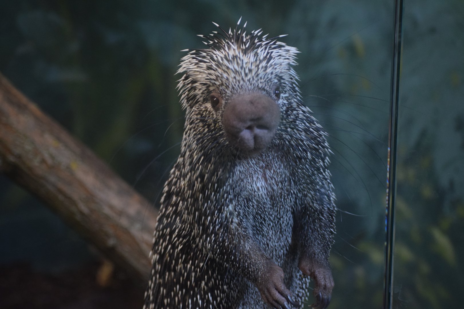 Prehensile-tailed porcupine