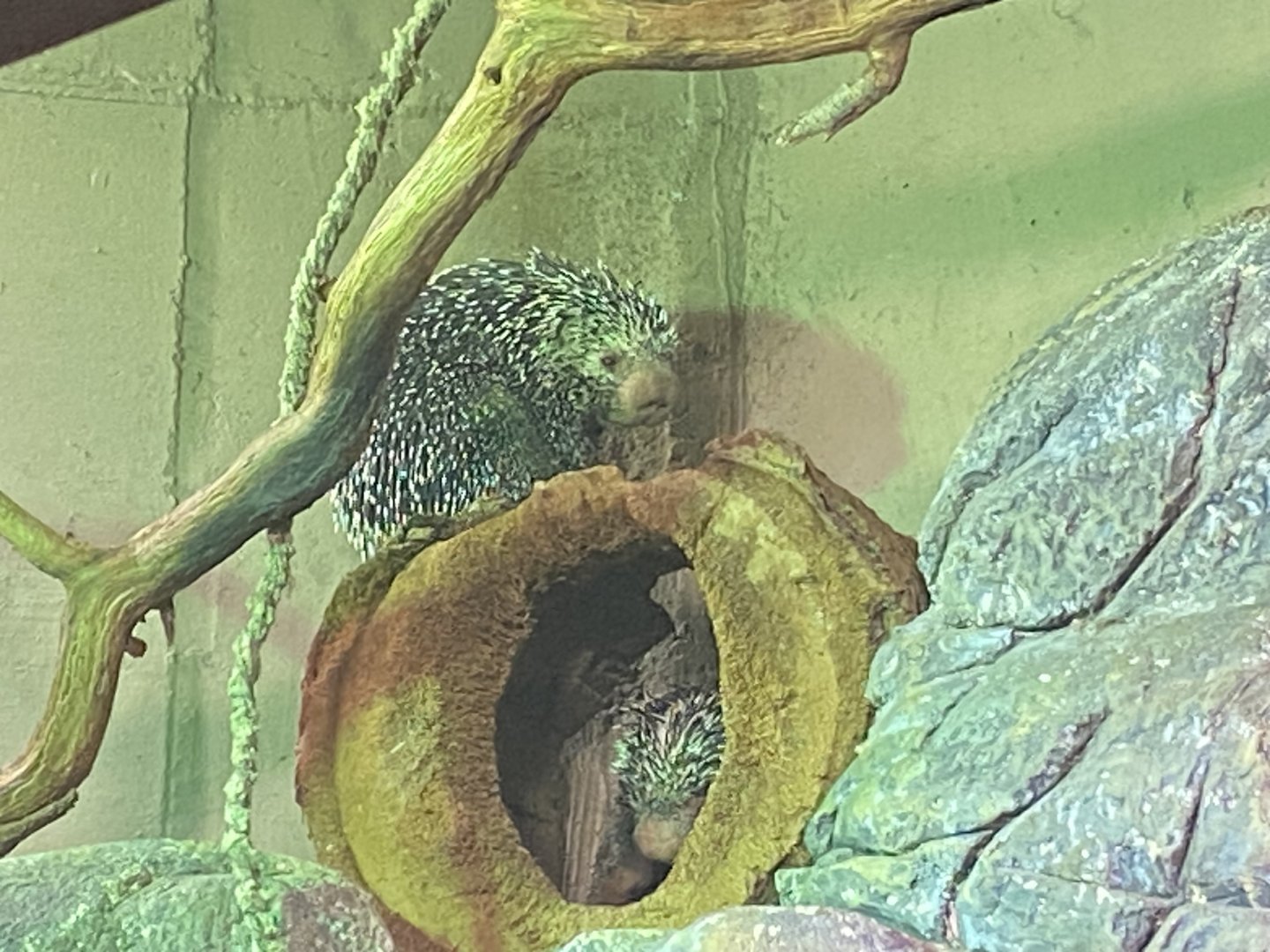 Prehensile-tailed porcupine