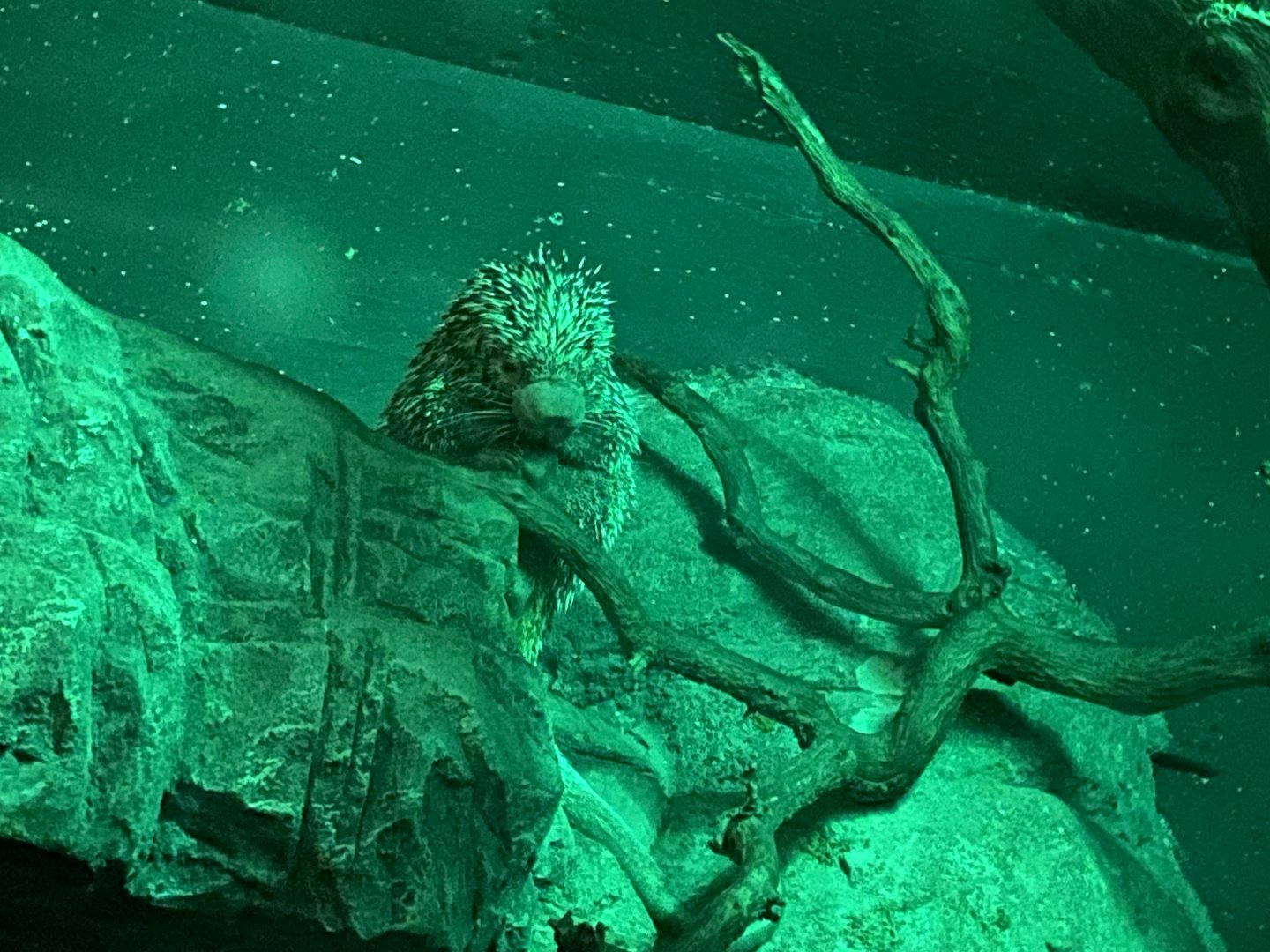 Prehensile-tailed porcupine