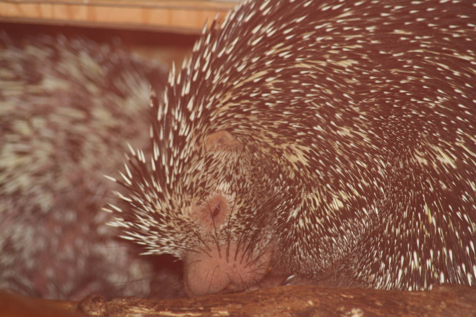 Prehensile-tailed porcupines               sept 08