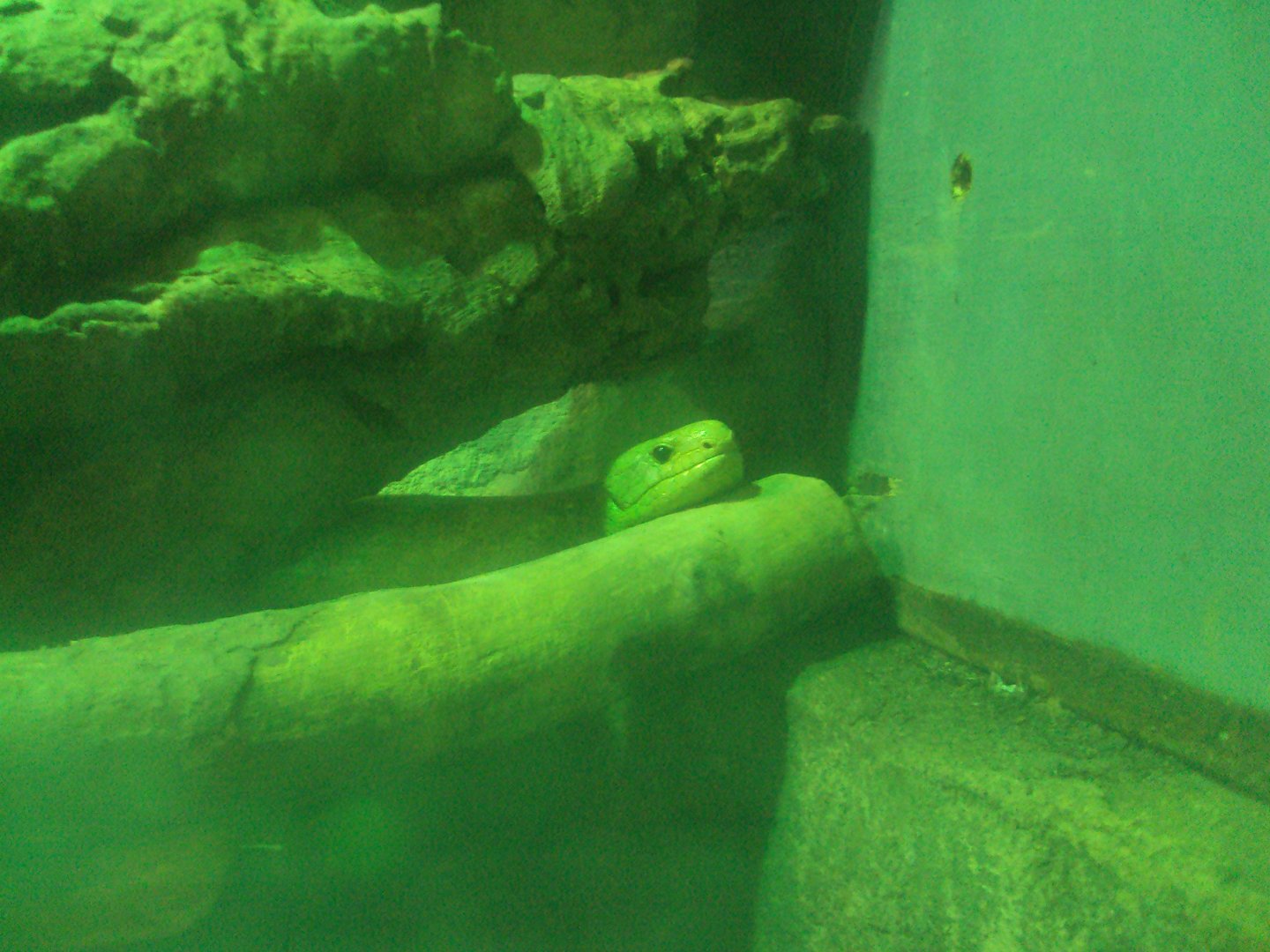 Prehensile-tailed Skink 26/01/2020