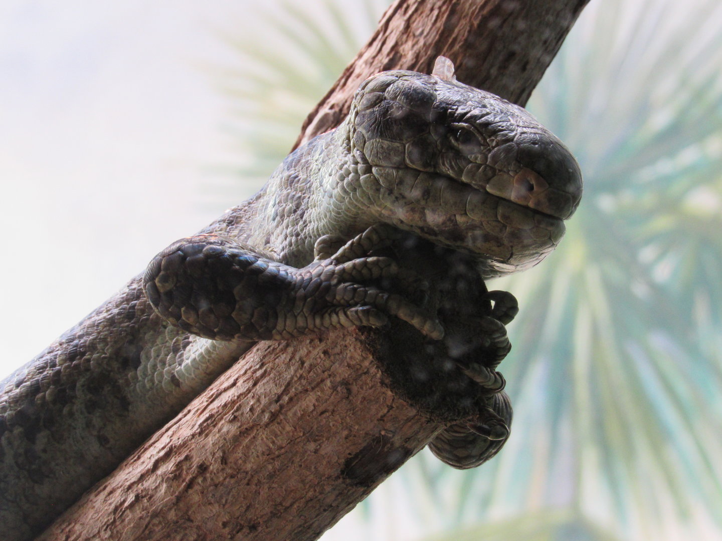 Prehensile-tailed Skink - 5/9/23