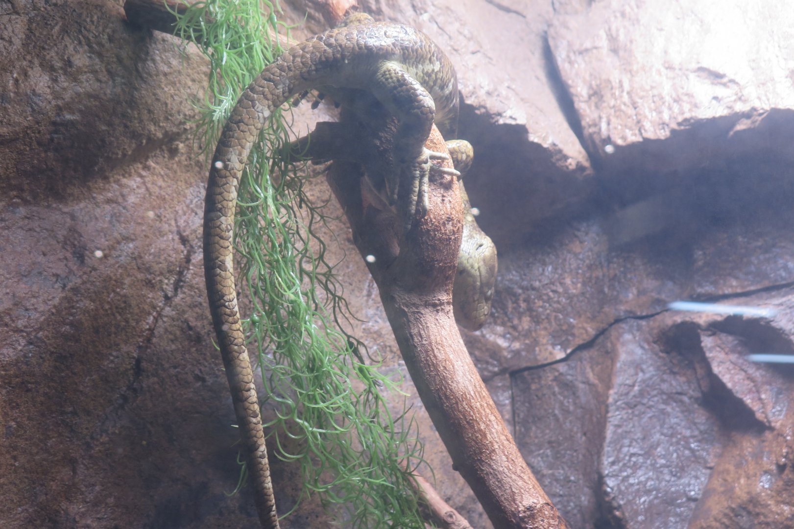 Prehensile Tailed Skink(8/23/2024)