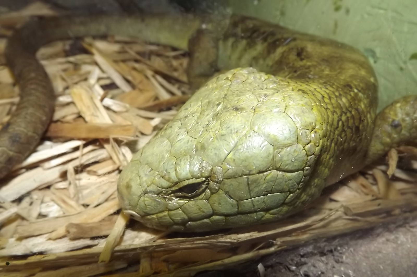 Prehensile Tailed Skink at Blackpool Zoo 16/06/12