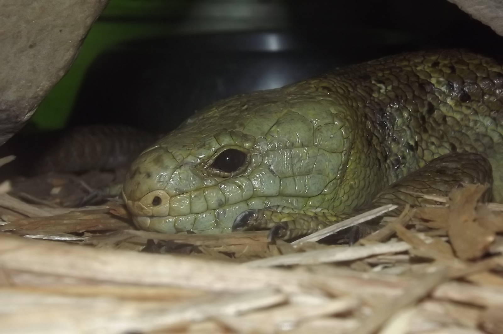 Prehensile Tailed Skink at Blackpool Zoo 17/06/12