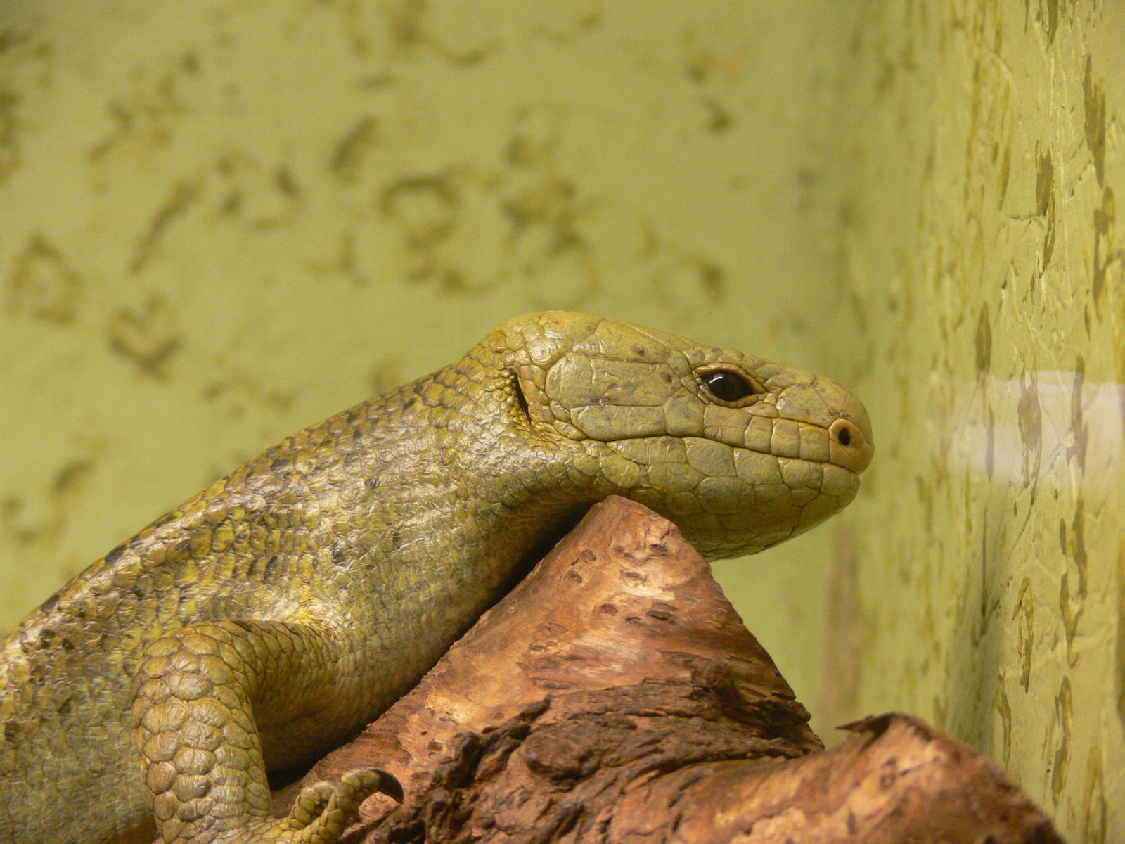 Prehensile Tailed Skink at Blackpool Zoo, 19/10/13