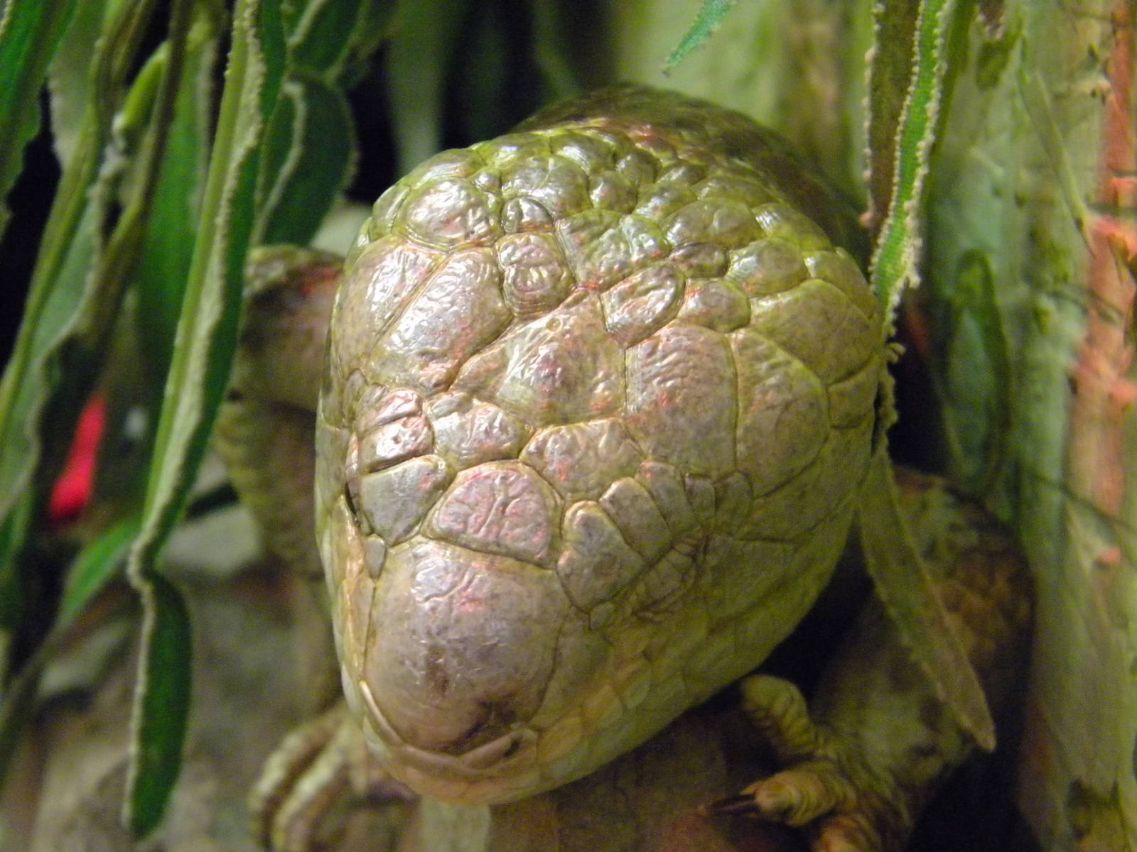 Prehensile tailed Skink at Blackpool Zoo 21/08/11