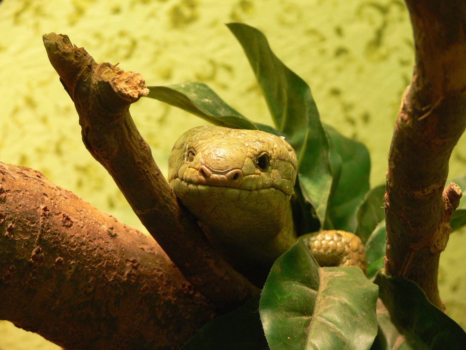 Prehensile-tailed Skink at Blackpool Zoo, 27/01/13