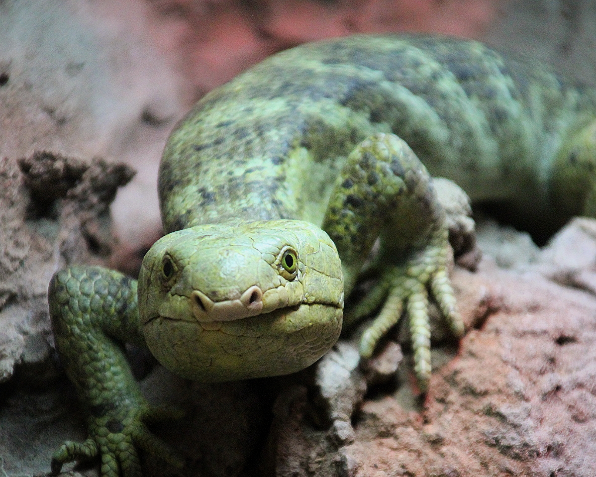 Prehensile-tailed Skink at Dudley Zoo