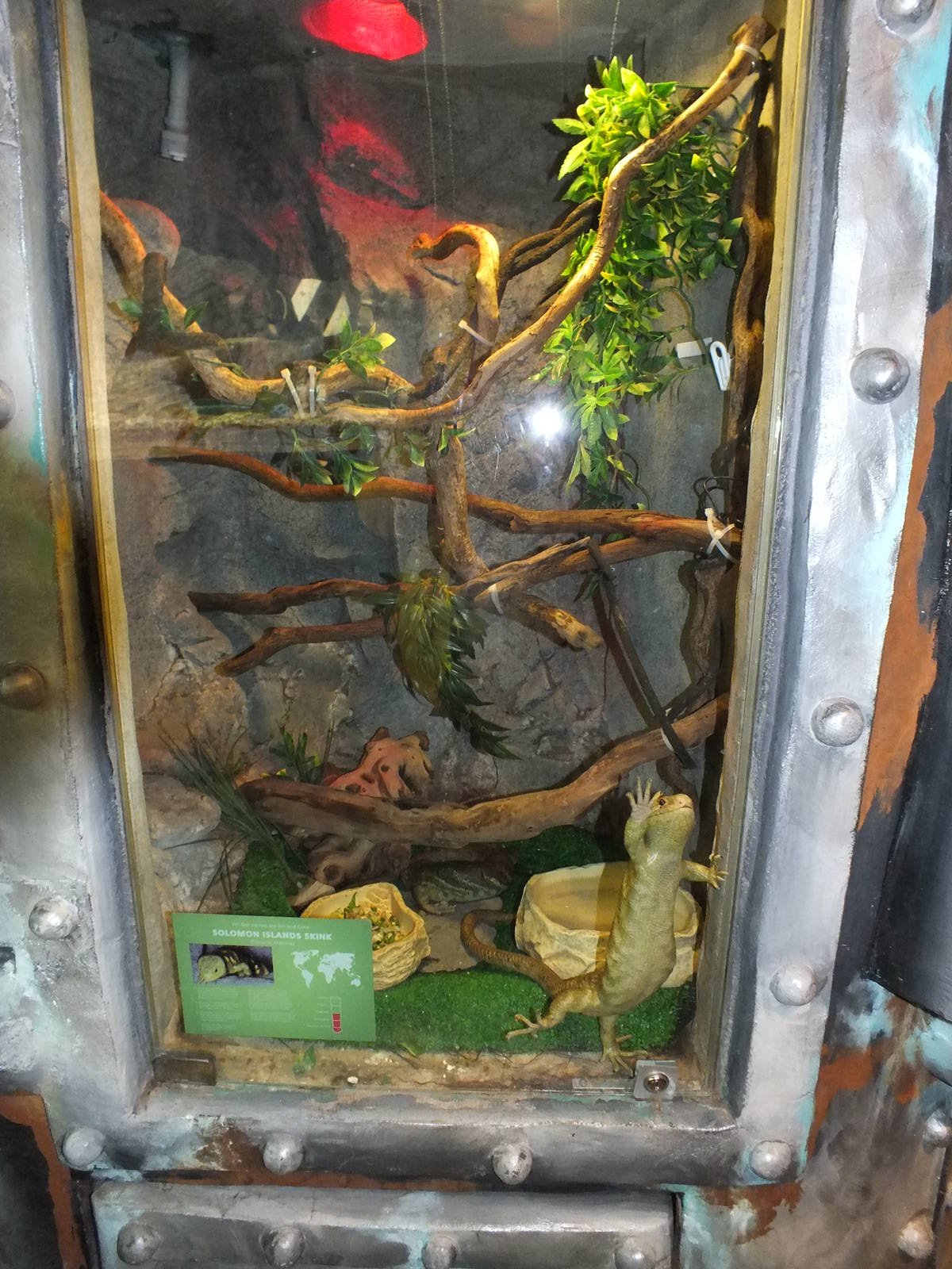 Prehensile Tailed Skink cage