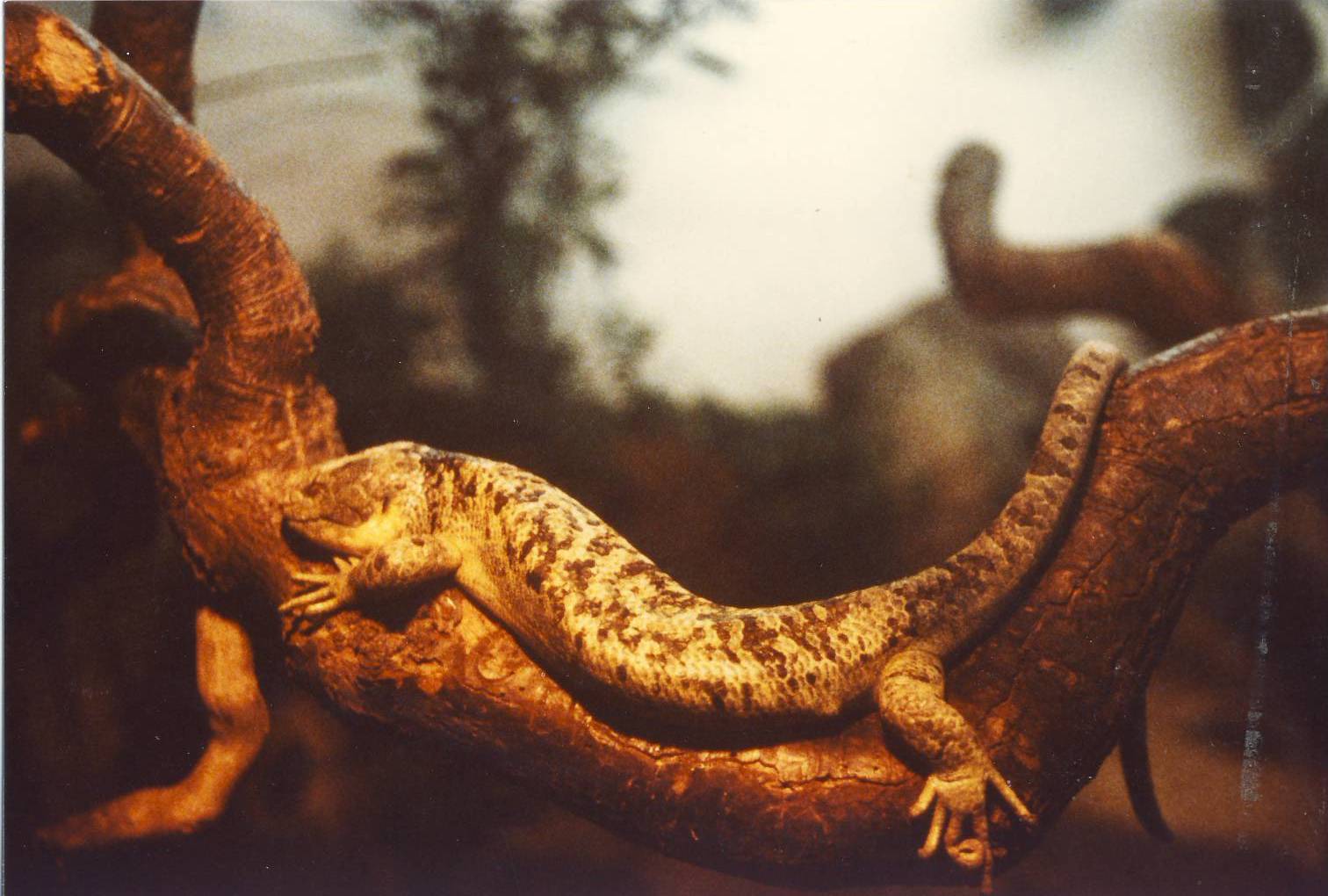 Prehensile-tailed Skink Chester Zoo 2 April 1983
