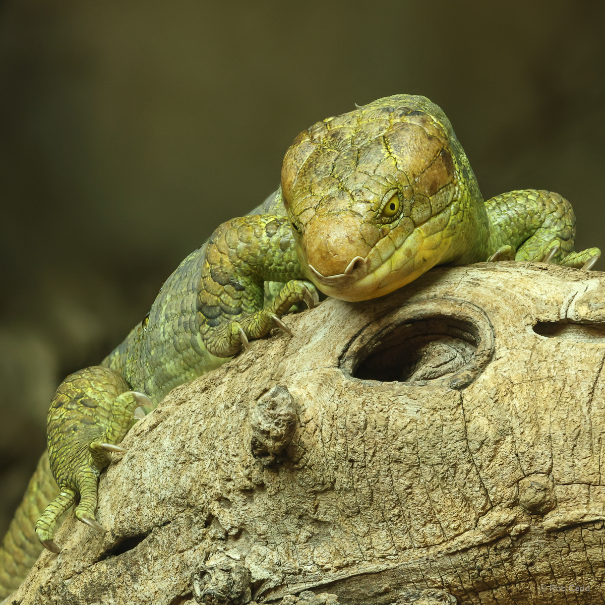 Prehensile-tailed skink : Colchester Zoo : 17 Jul 2025