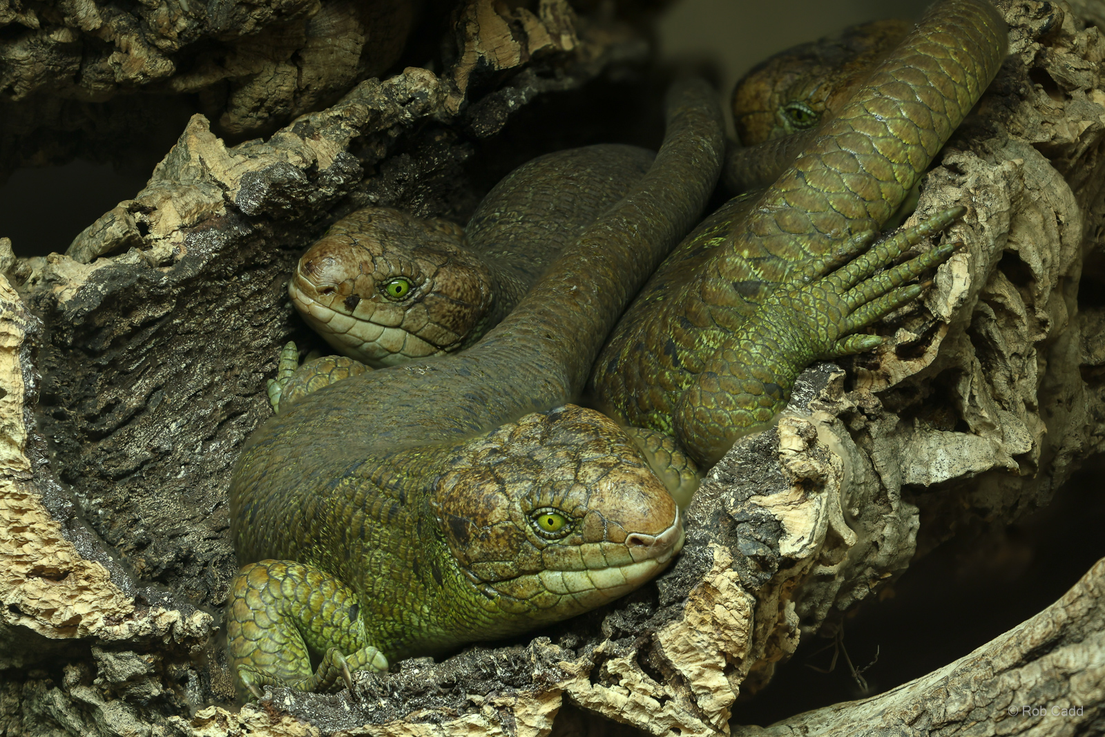 Prehensile-tailed skink : Colchester Zoo : 21 Jun 2024