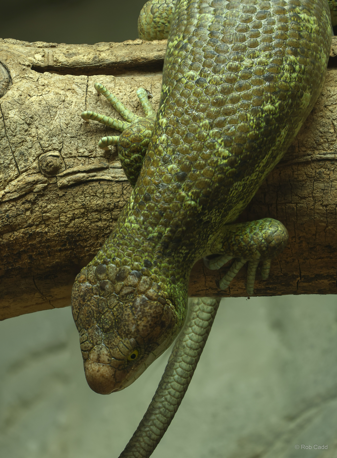 Prehensile-tailed skink : Colchester Zoo : 21 Jun 2024