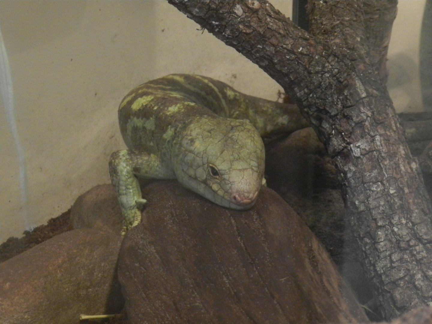 Prehensile-Tailed Skink (Corucia zebrata) at Central Florida Zoo and Botanical Gardens