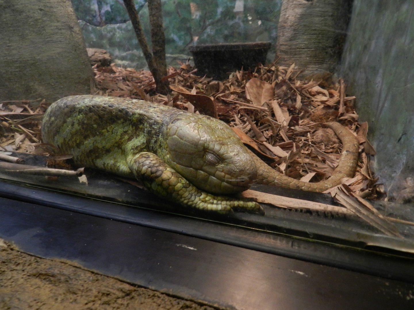 Prehensile-Tailed Skink (Corucia zebrata) at Central Florida Zoo and Botanical Gardens