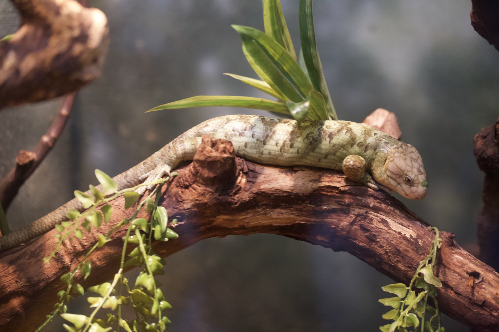 Prehensile-tailed Skink/ Corucia zebrata