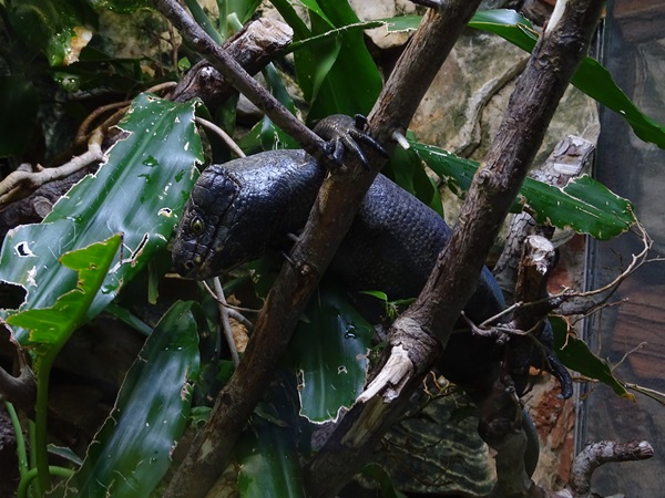 Prehensile-tailed skink (Corucia zebrata)