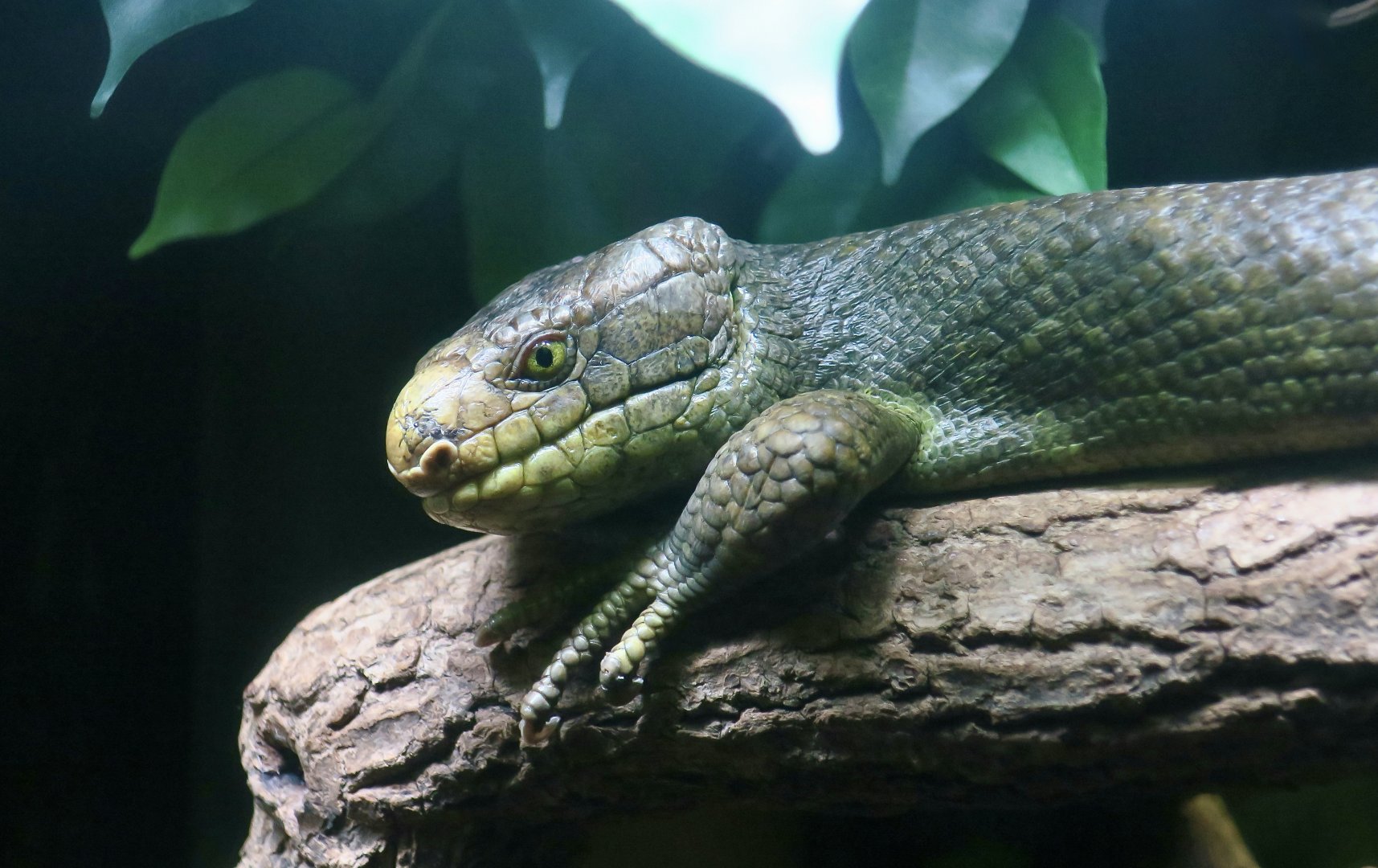Prehensile-Tailed Skink (Corucia zebrata)