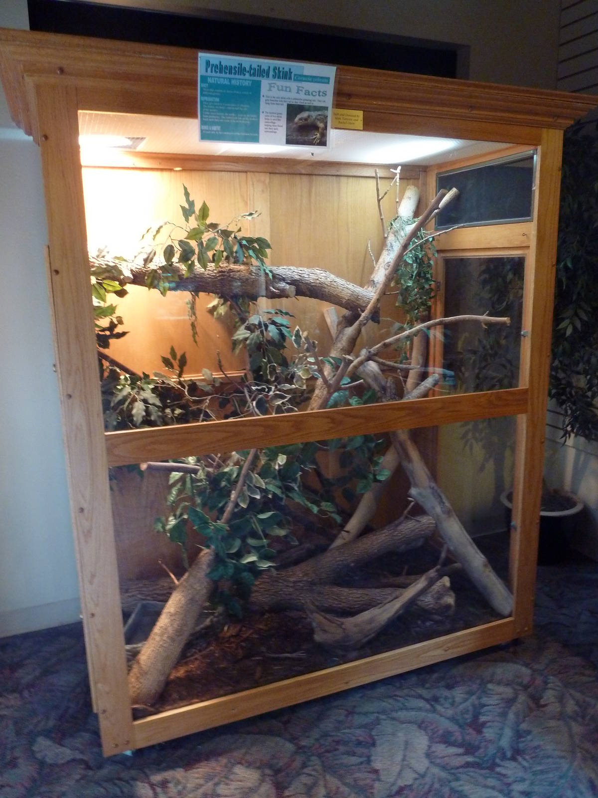 Prehensile-Tailed Skink Exhibit