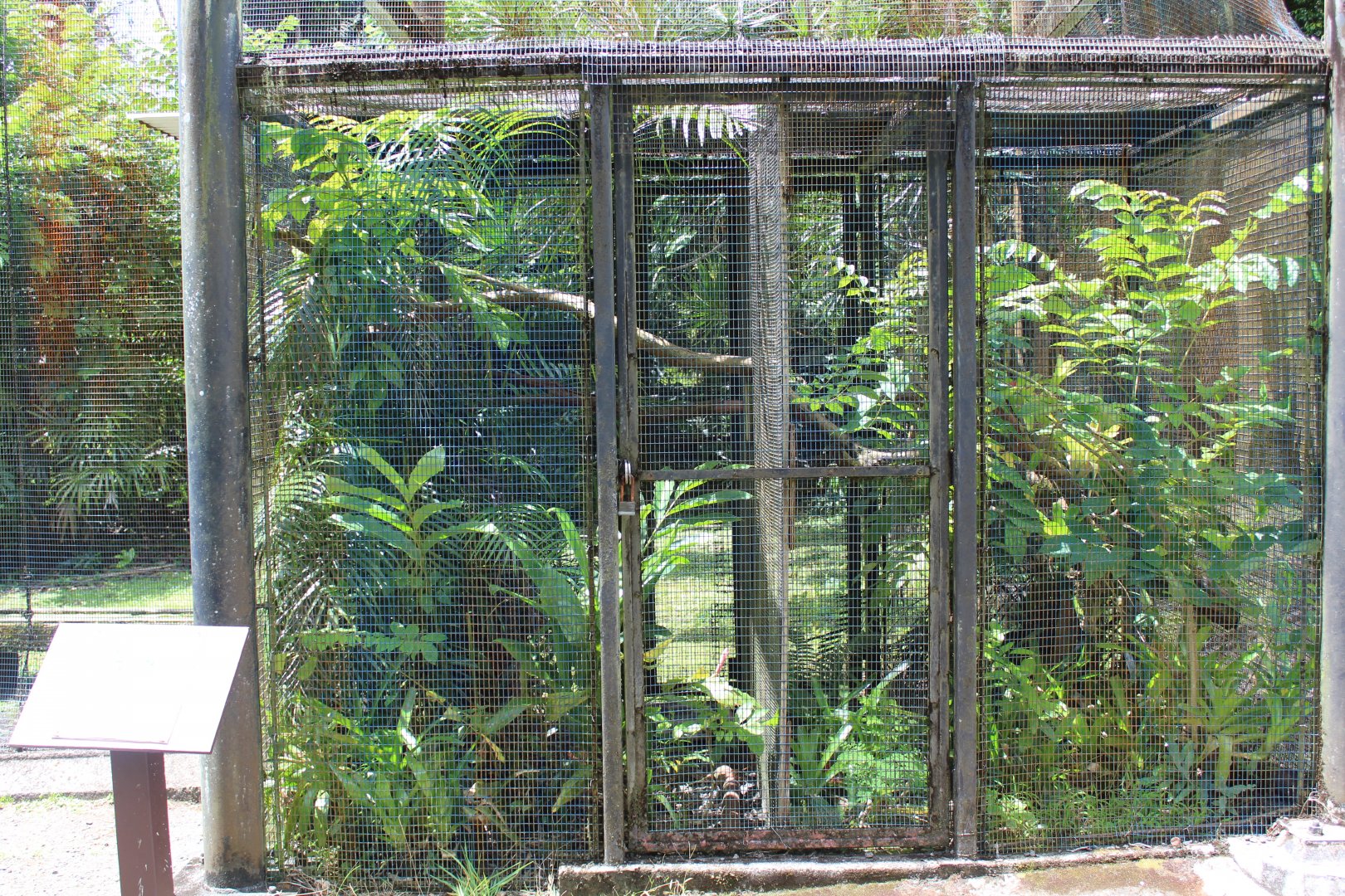 Prehensile-Tailed Skink Exhibit